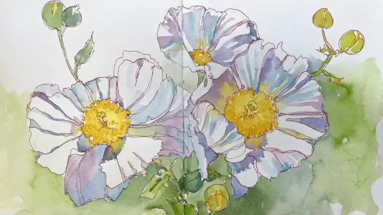 Matilija Poppies Quick Sketch