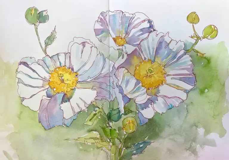 Matilija Poppies Quick Sketch Watercolor Ink Journal 10 X