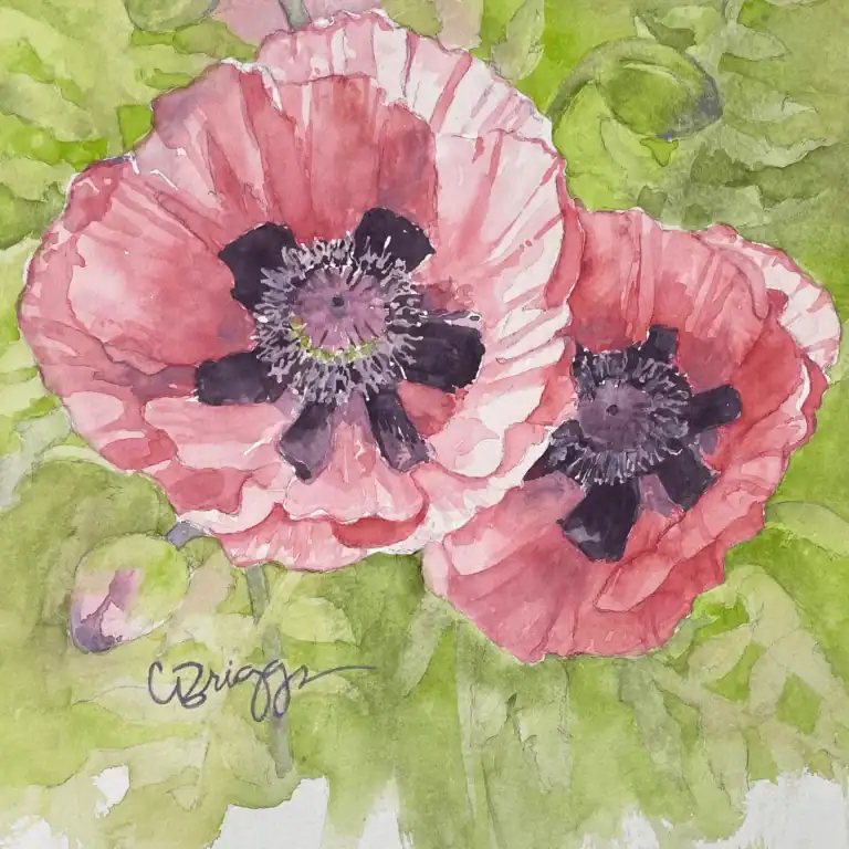 Peach Poppies 8 X 8 Watercolor with Mat