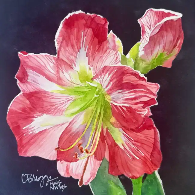 Red Amaryllis 8x8 Watercolor W Mat