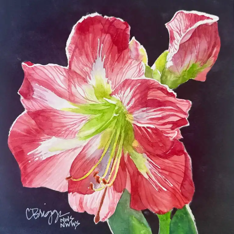 Red Amaryllis 8x8 Watercolor W Mat